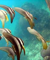 School of small Bat fish at Japanese garden Ko Tao