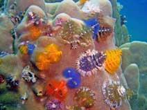 Christmas Tree Worm you can see them when snorkeling almost on every coral