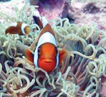 Snorkeling at Ko Tao clown fish