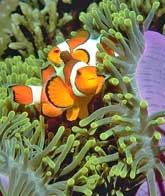 ClownFish at Koh Tao bays