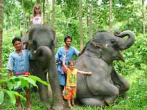 Elephant Trekking