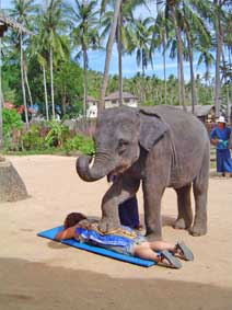 Elephant show Thai massage