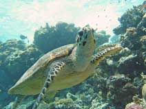 Ko Tao Turtle