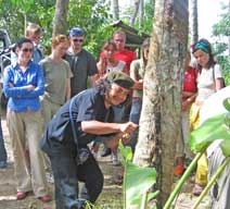 Samui Rubber plantation