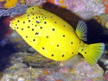 Yellow Box Fish at Koh Tao