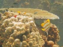 Koh Tao coral reefs