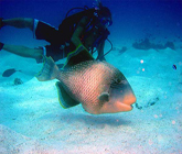 Diving Koh Samui 2