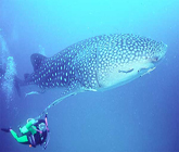 Diving Koh Samui 3