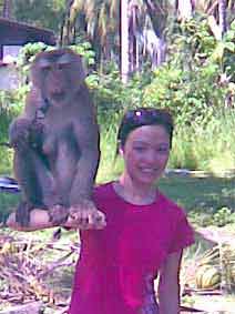 Monkey show on our Samui island tour