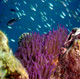 snorkeling picture 6