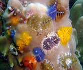 koh tao 1