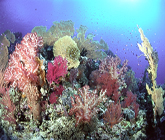 koh tao 3